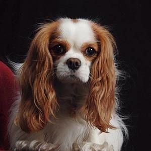 Meet your Posher, Pat